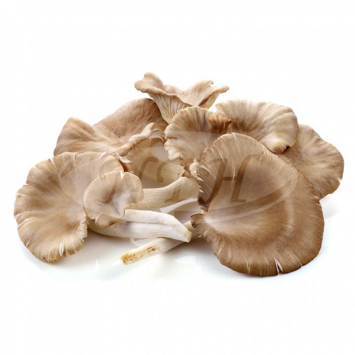 Oyster Mushroom/ Cendawan Tiram